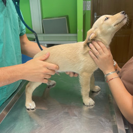 Animaux à l'infirmerie