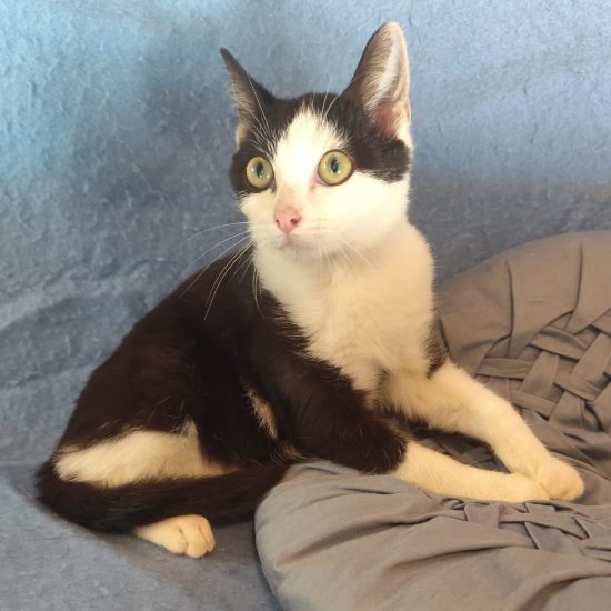 Aïko assis de profil