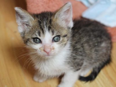 Aurora - Atteinte de coryza