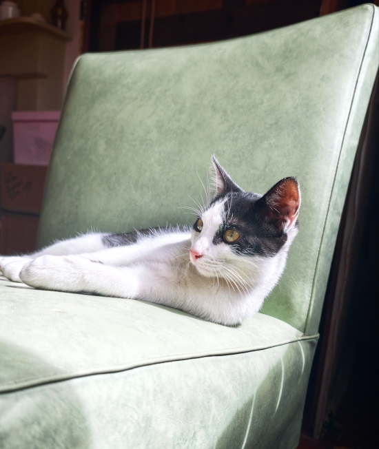 Berli allonge sur chaise