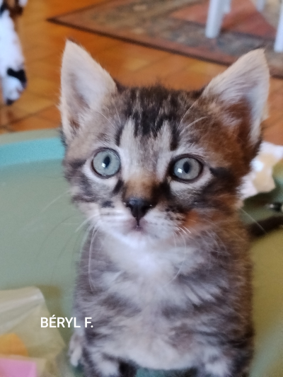 Béryl