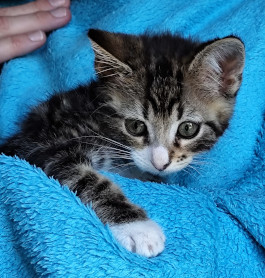 Biscuit