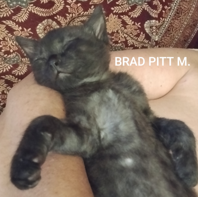Brad Pit