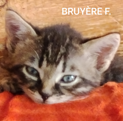 Bruyère grps ^man sur la tête