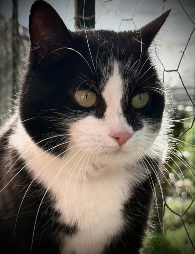 Mimine – Princesse