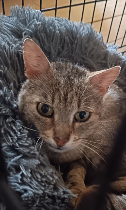 Patapouf